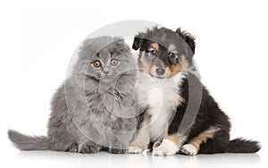 Puppy and kitten on white background