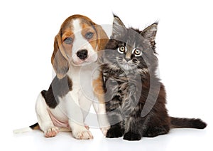 Puppy and kitten on white background photo