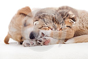 Puppy and kittens sleeps