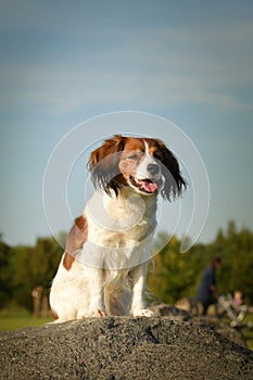 Puppy of kooikenhondje is standing in summer nature