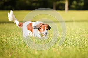 Puppy of the kooikerhondje is playing in the grass.