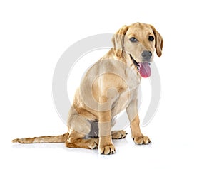 puppy labrado retriever