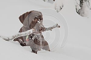 Puppy labrador chocolate color plays in snow