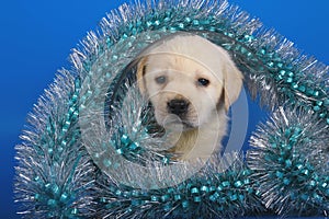 Puppy labrador with a Christmas tinsel.