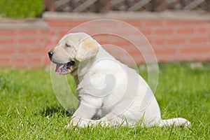 Puppy Labrador dog training