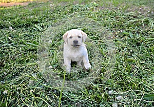 Puppy with blade of grass photo