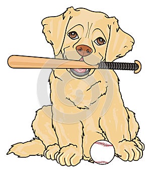 Puppy and baseball