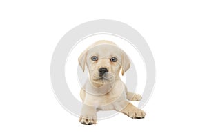 puppy labrador isolated on white background