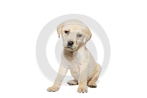 puppy labrador isolated on white background