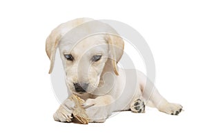 puppy labrador isolated on white background