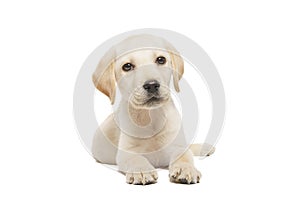 puppy labrador isolated on white background