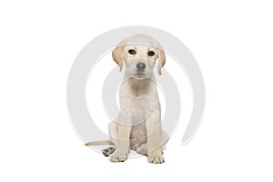 puppy labrador isolated on white background