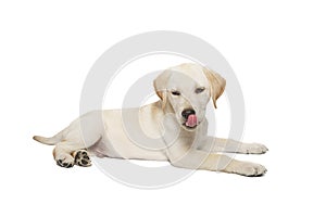 puppy labrador isolated on white background