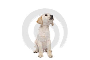 puppy labrador isolated on white background