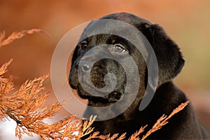 Puppy Labrador retriever photo