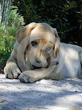 Puppy Labrador retriever