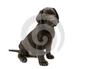 Puppy Labrador retriever chocolate color on a white background