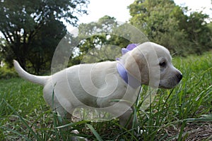 Puppy labrador retriever photo