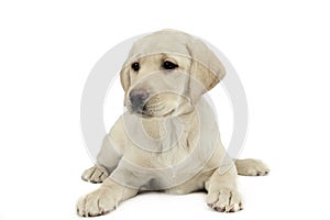 Puppy labrador retriever lying and looking sideways in a white studio