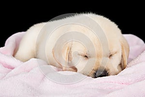 Puppy labrador sleeping on pink fluffy blanket