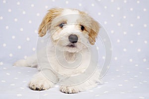 Puppy laid on a blue background