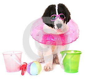 Puppy landseer in studio