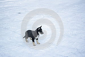 Puppy of Lapponian Herder standing on the snow