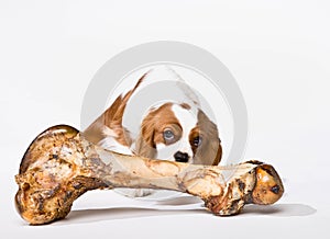 Puppy with large bone