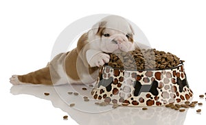 Puppy with large bowl of food