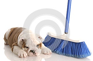 Puppy laying beside a broom