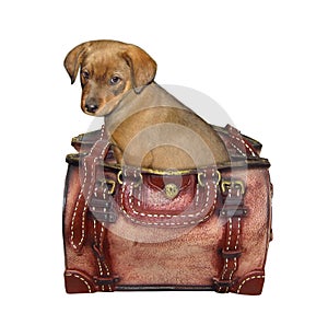Puppy in leather bag