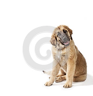 Puppy leonberger dog