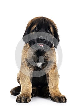 Puppy Leonberger in studio