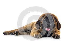 Puppy Leonberger in studio