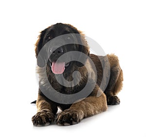 Puppy Leonberger in studio