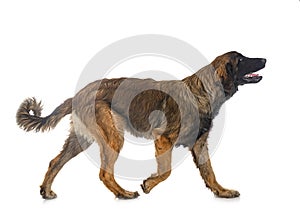 Puppy Leonberger in studio