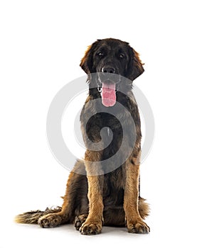 Puppy Leonberger in studio