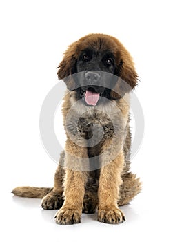 Puppy Leonberger in studio