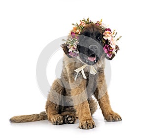 Puppy Leonberger in studio