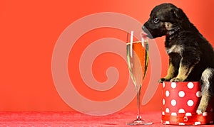 Puppy lick glass of champagne. Funny pyppy dog with champagne. Puppy and gift boxes on new year background, christmas