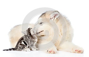 Puppy licking kitten. isolated on white background