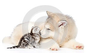 Puppy licking kitten. isolated on white background