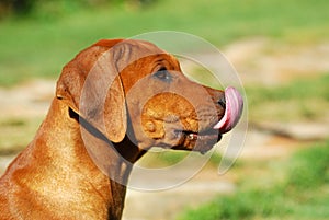 Puppy licking nose