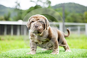 puppy light brown white cute fat on the green lawn Neapolitan Mastiff puppies mix with Bandog photo