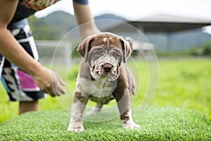 puppy light brown white cute fat on the green lawn Neapolitan Mastiff puppies mix with Bandog