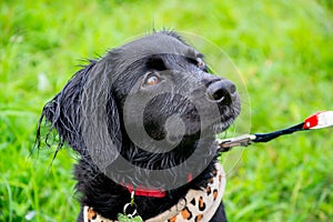 Puppy listens to the owner and performs functions on the command. Obedient and intelligent dog on a walk.