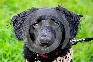 Puppy listens to the owner and performs functions on the command. Obedient and intelligent dog on a walk.