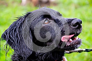 Puppy listens to the owner and performs functions on the command. Obedient and intelligent dog on a walk.