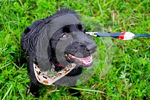 Puppy listens to the owner and performs functions on the command. Obedient and intelligent dog on a walk.