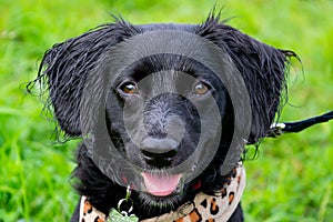 Puppy listens to the owner and performs functions on the command. Obedient and intelligent dog on a walk.